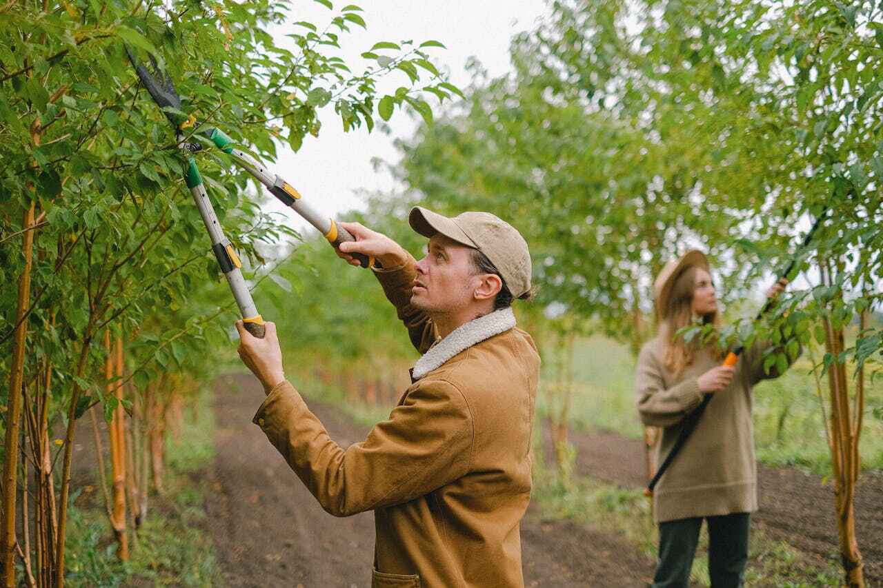 The Steps Involved in Our Tree Care Process in Lone Tree, CO